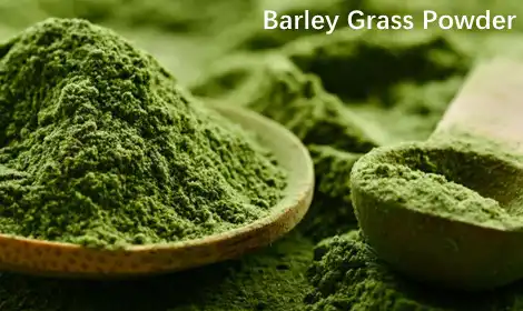 How Barley Grass Powder Promotes Gut Health and Improves Digestion?